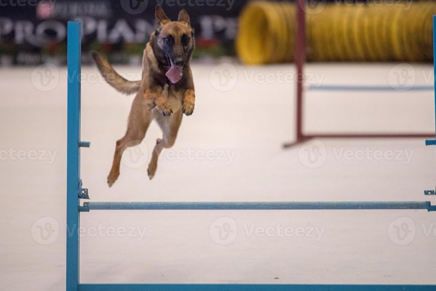 dog while jumping obstacle at agility contest photo