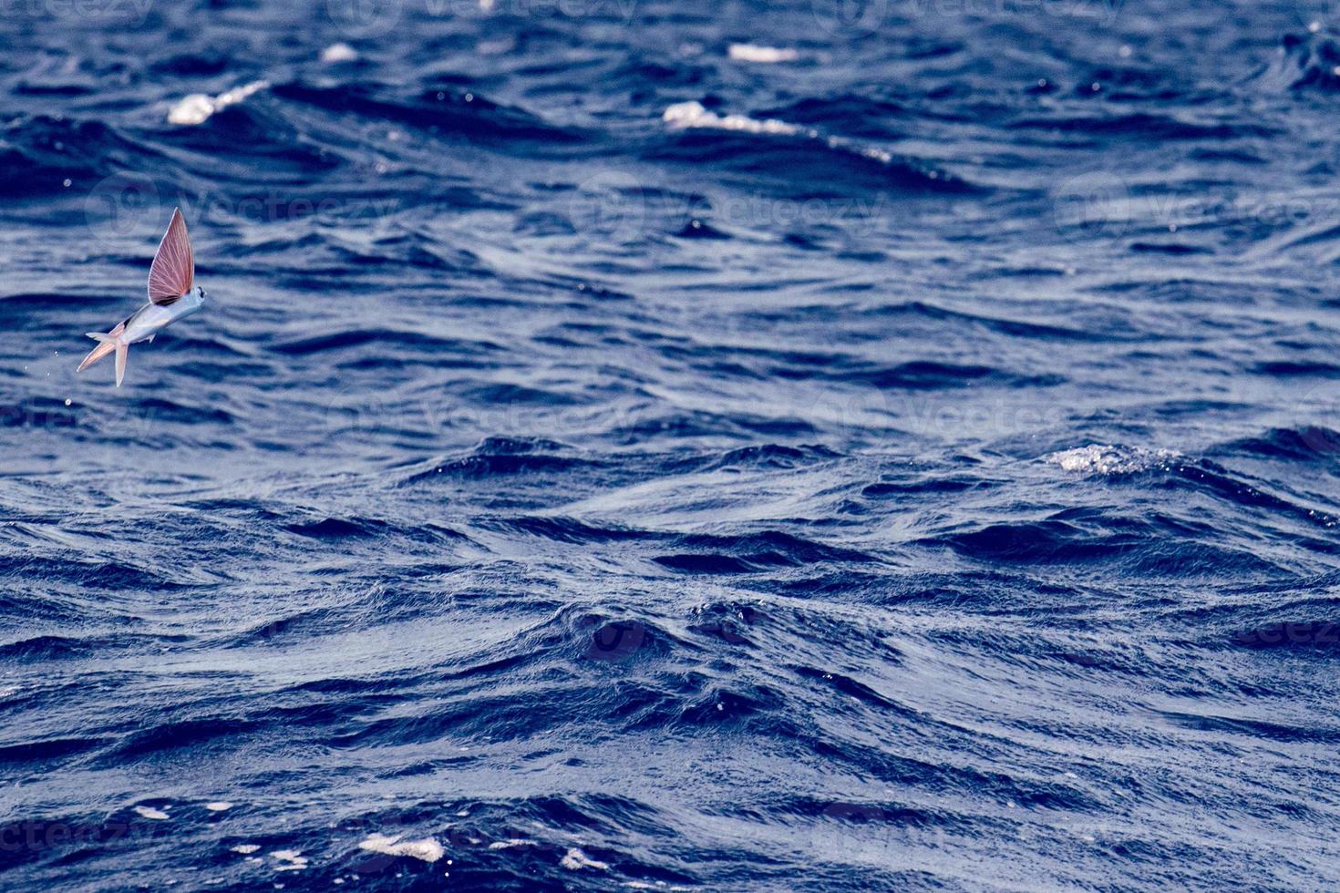 Flying Fish over blue ocean photo