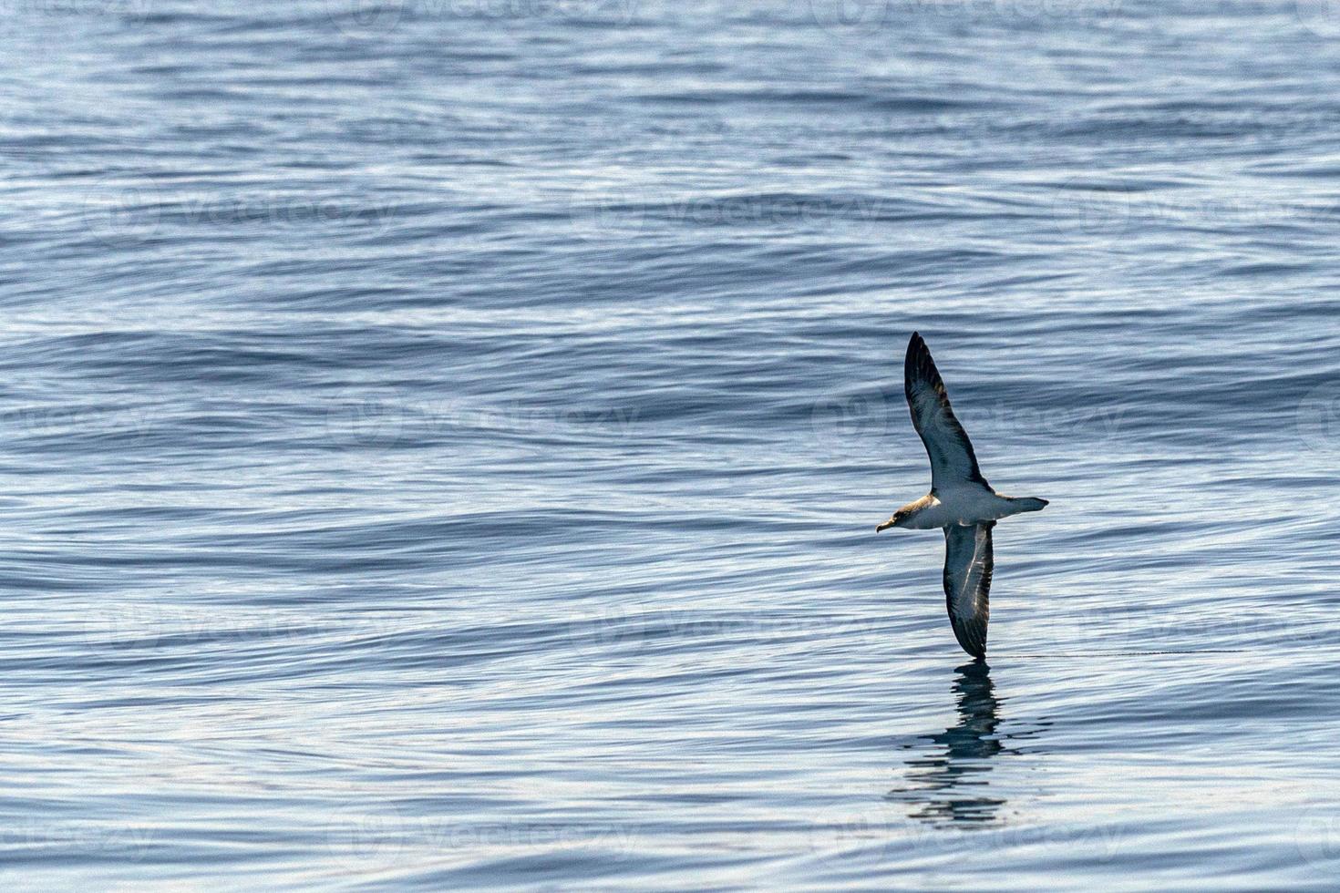 Cory's shearwater bird flying over the ocean photo