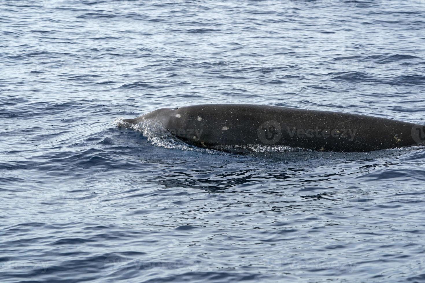 Rare Goose Beaked whale dolphin Ziphius cavirostris photo