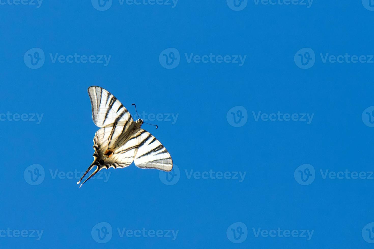 swallow tail butterfly machaon close up portrait photo