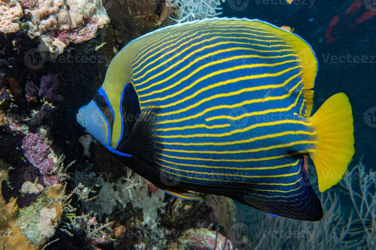 Adult Emperor angel fish  portrait photo