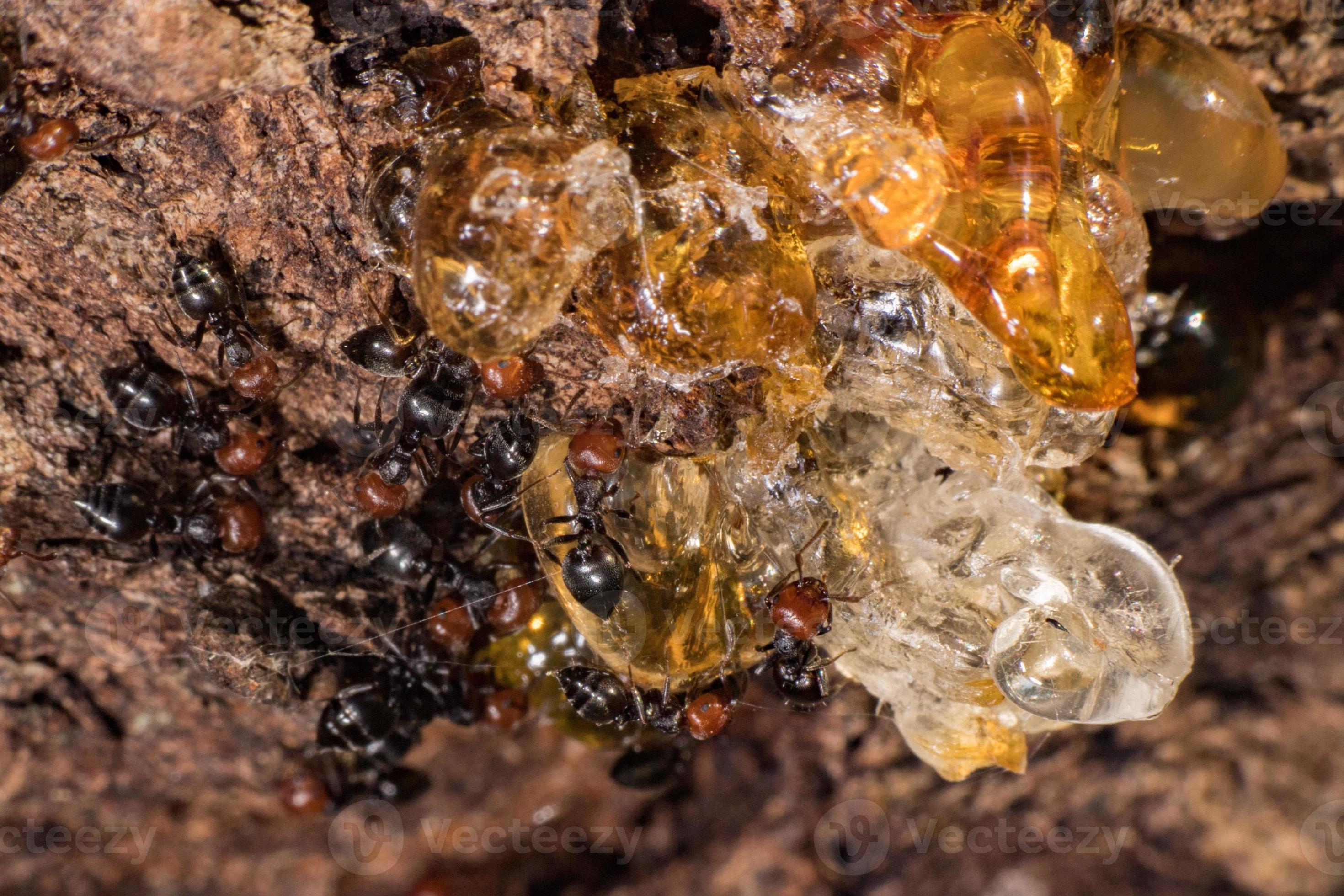 Red head ant honeypot Myrmecocystus close up macro 20220836 Stock Photo