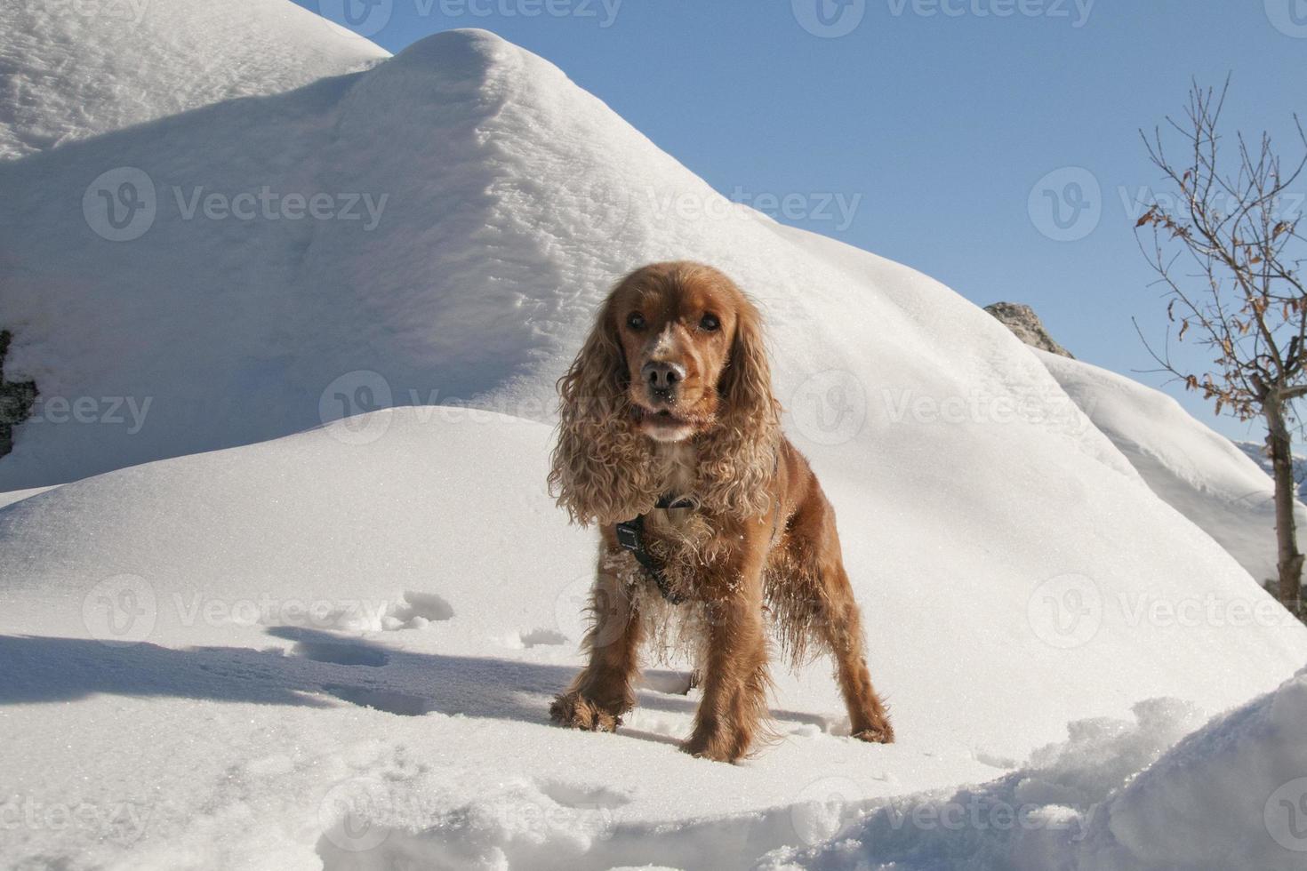 Puppy Dog while playing on the snow photo