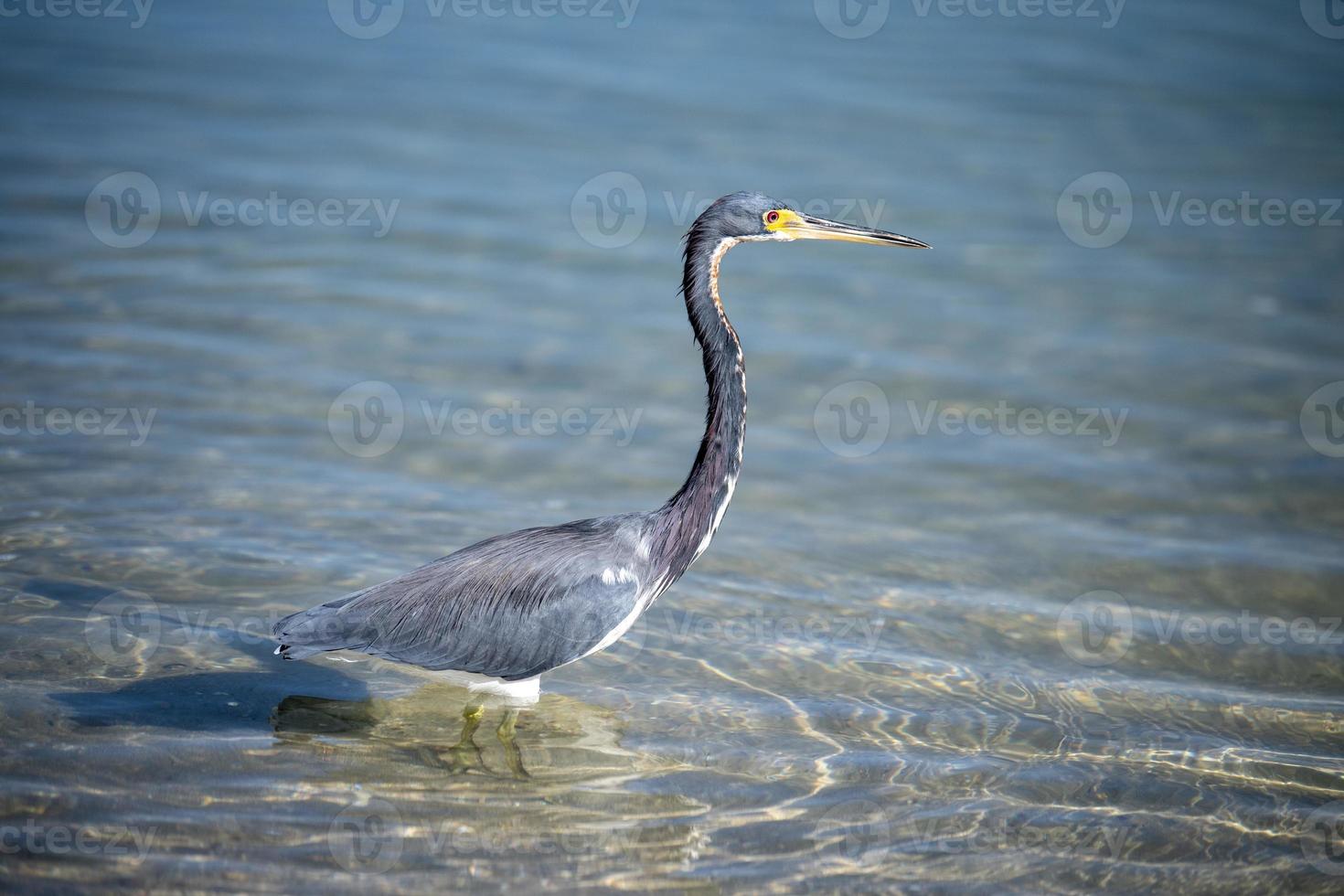 una garza azul cazando en el mar foto