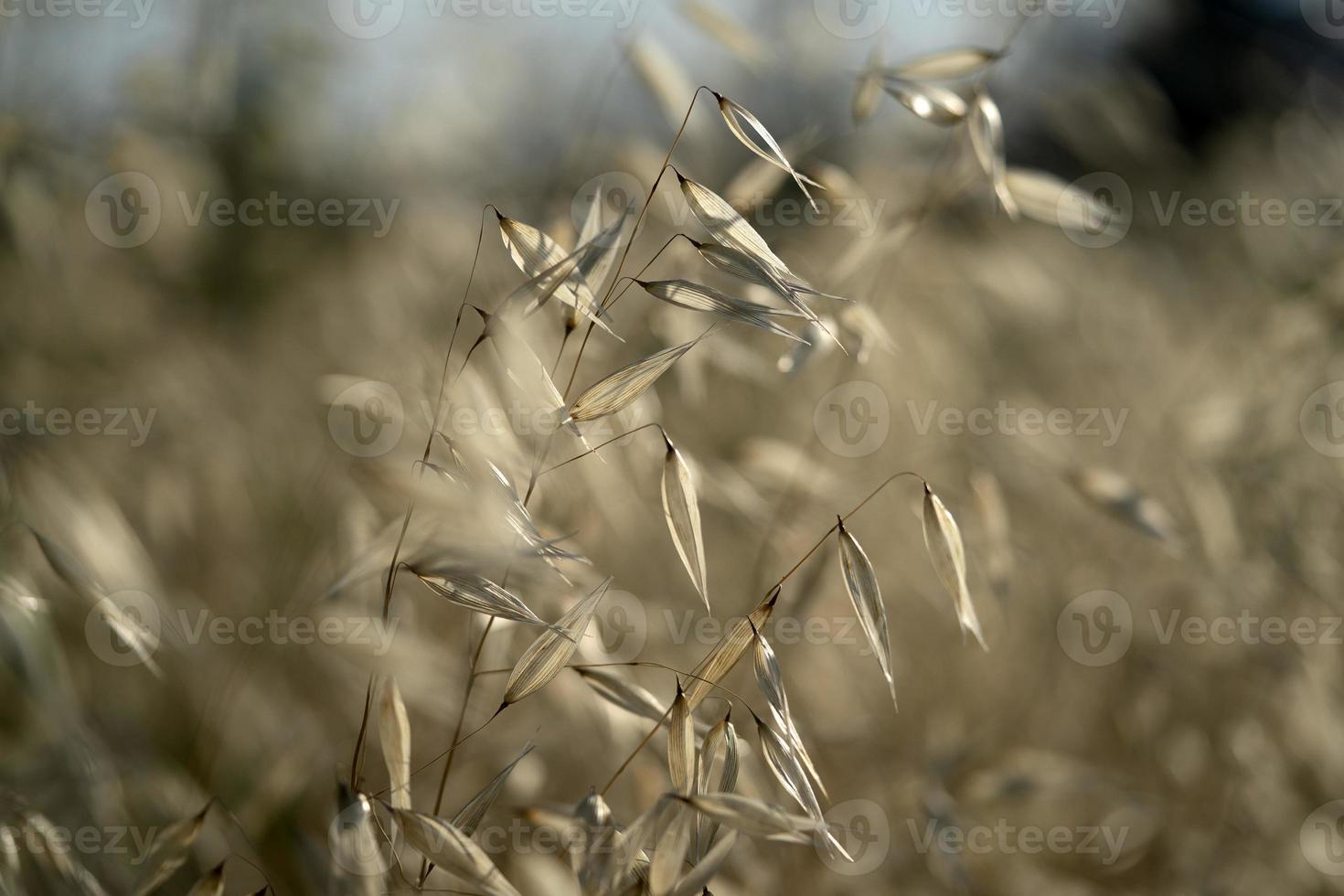 spikes field moved by wind photo
