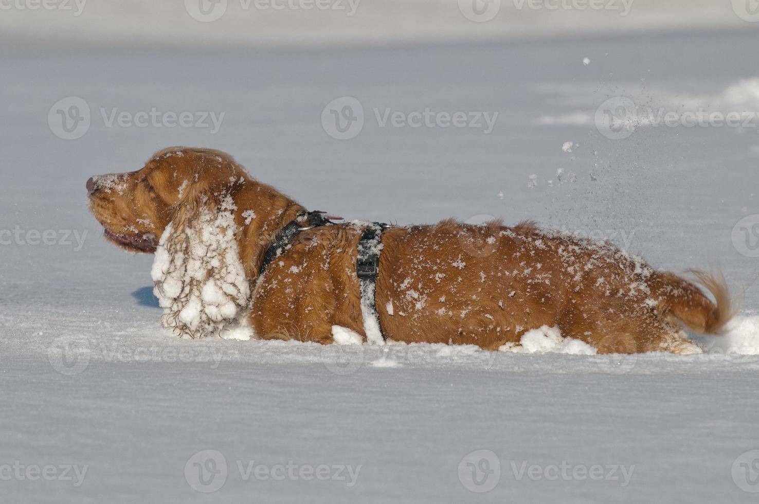 Puppy Dog while playing on the snow photo