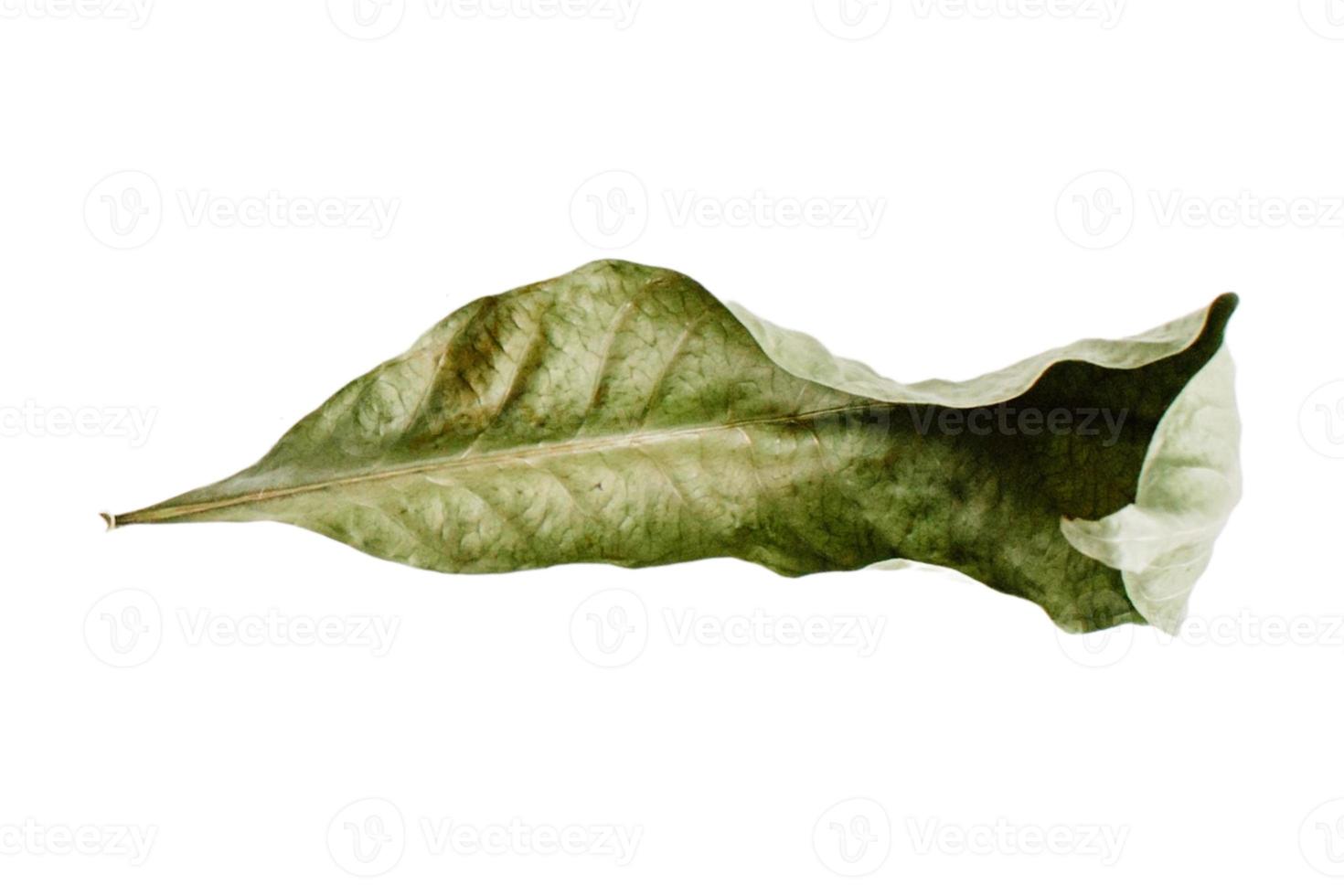 3816 Dried leaves isolated on a transparent background photo