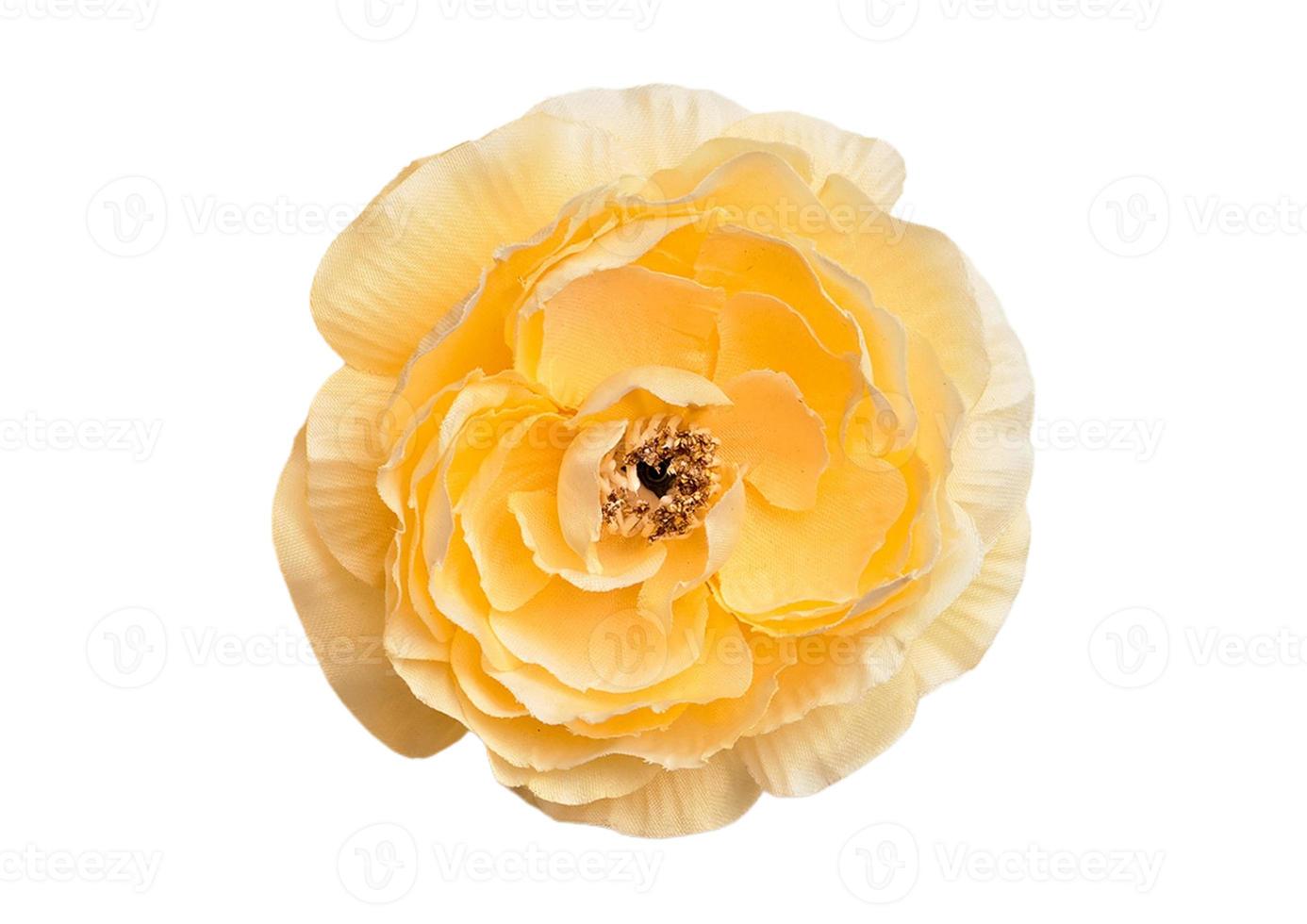 2407 Yellow flower isolated on a transparent background photo