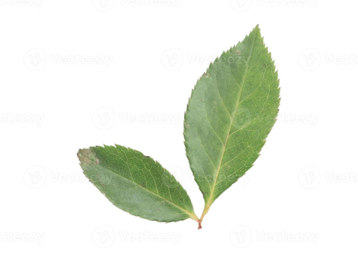 2434 Flower leaves isolated on a transparent background photo