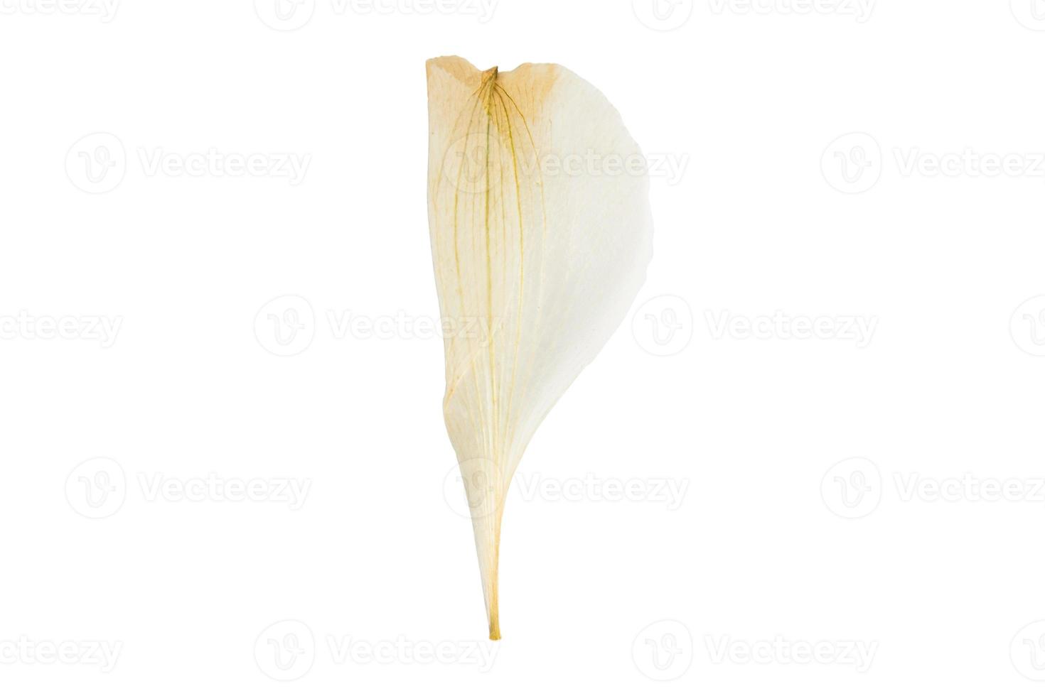 6261 Beige petals isolated on a transparent background photo