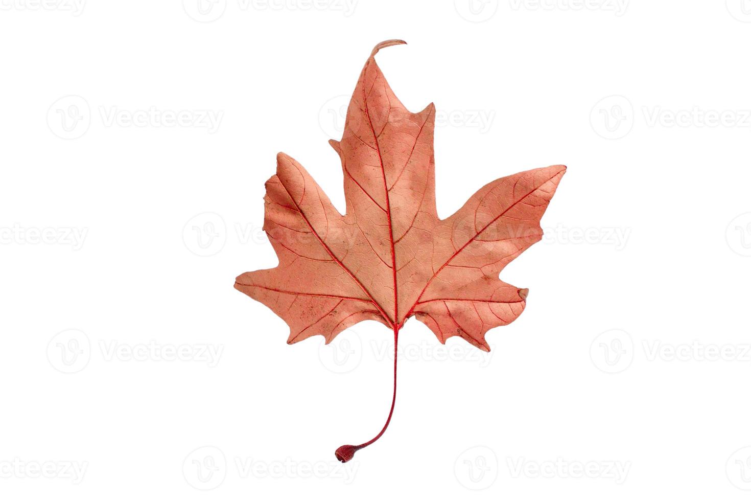411 Brown leaf tree isolated on a transparent background photo
