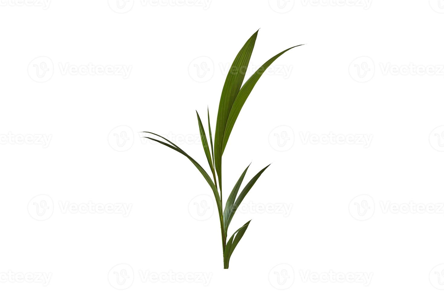 427 Green leaves isolated on a transparent background photo