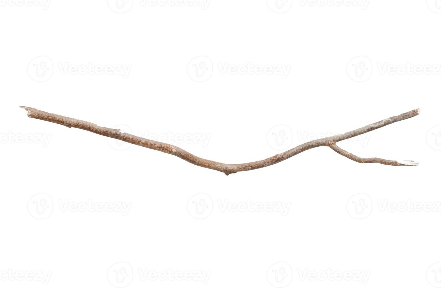 187 Beige tree branch isolated on a transparent background photo