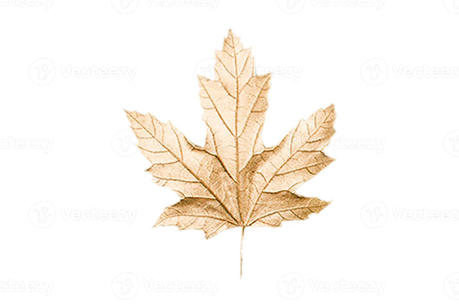 4958 Golden leaf isolated on a transparent background photo