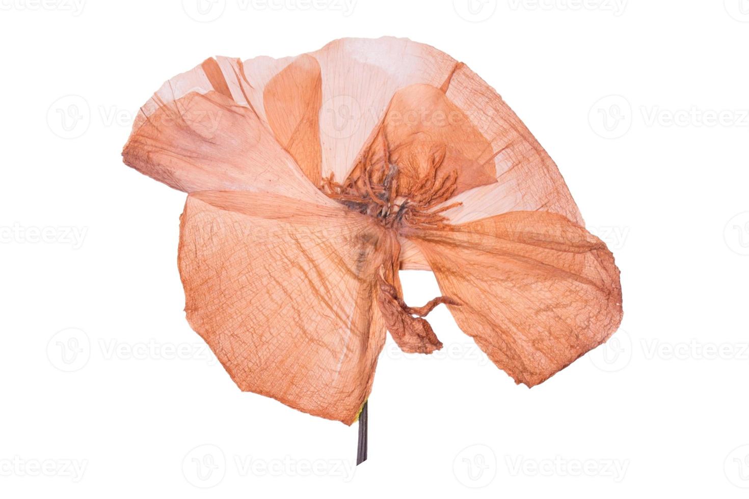 1564 Orange dried flower isolated on a transparent background photo