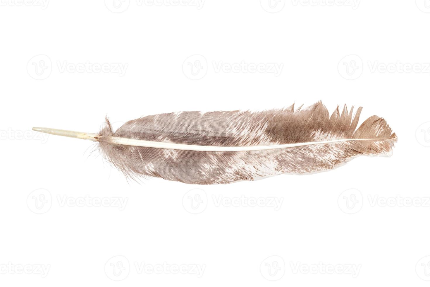 4747 Gold feather isolated on a transparent background photo