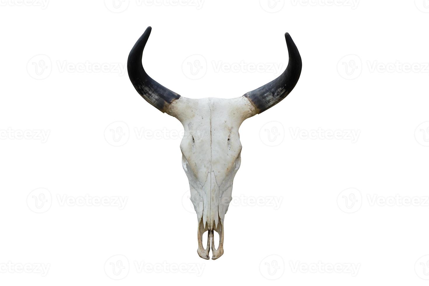 19 White bison skull with black horns isolated on a transparent background photo