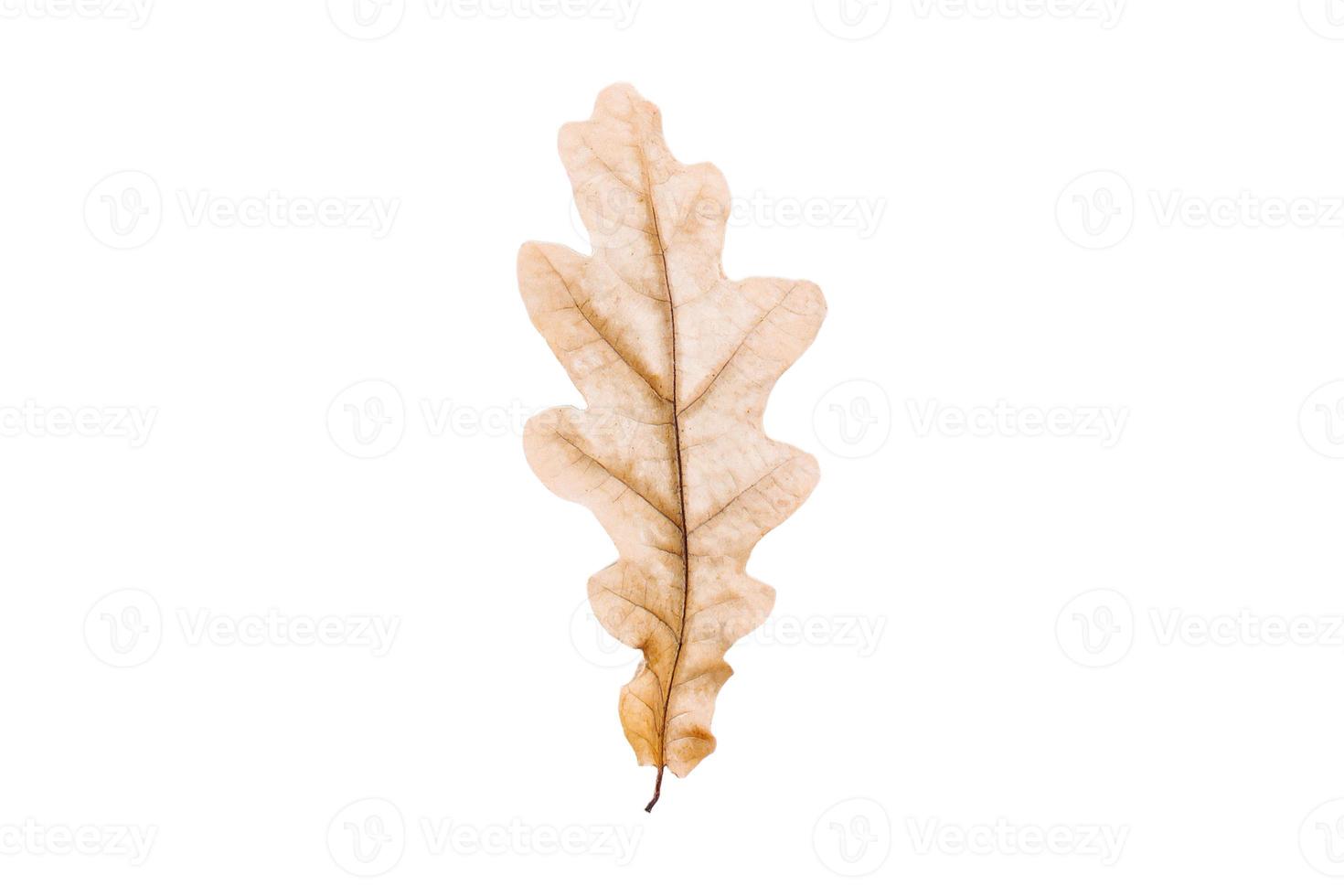 3782 Dried leaf isolated on a transparent background photo