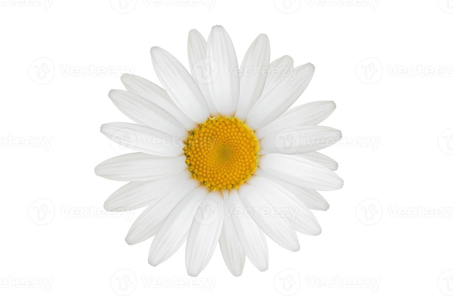 1075 White flower isolated on a transparent background photo