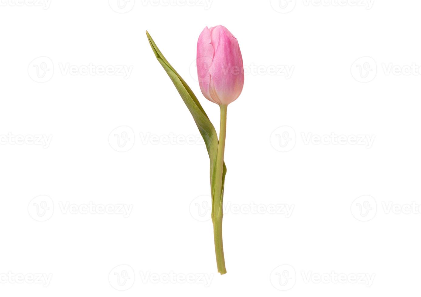 2077 Rose flower plant isolated on a transparent background photo