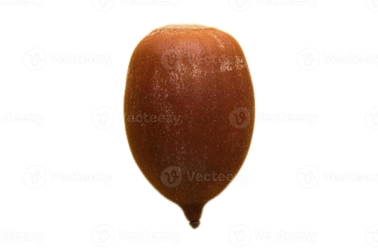 5169 Seed isolated on a transparent background photo