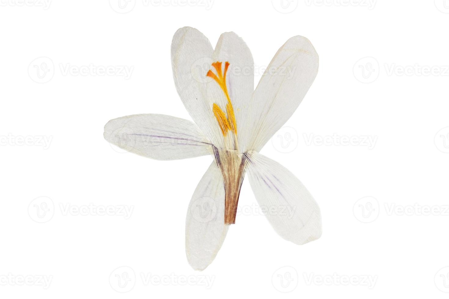 908 White flower isolated on a transparent background photo