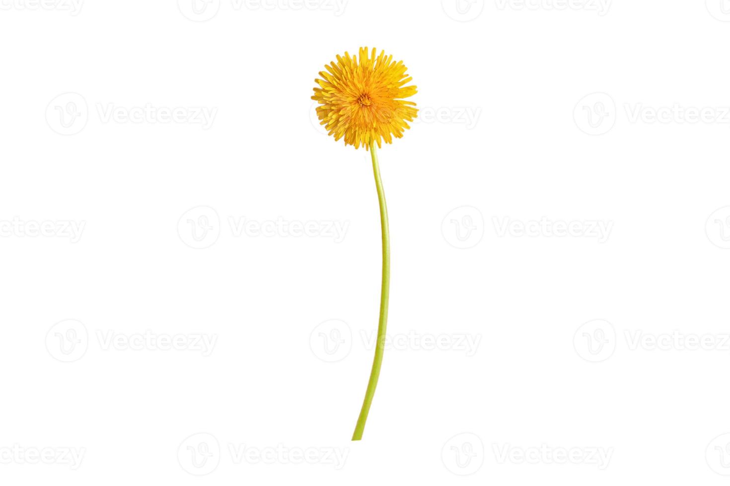 2969 Yellow flower isolated on a transparent background photo