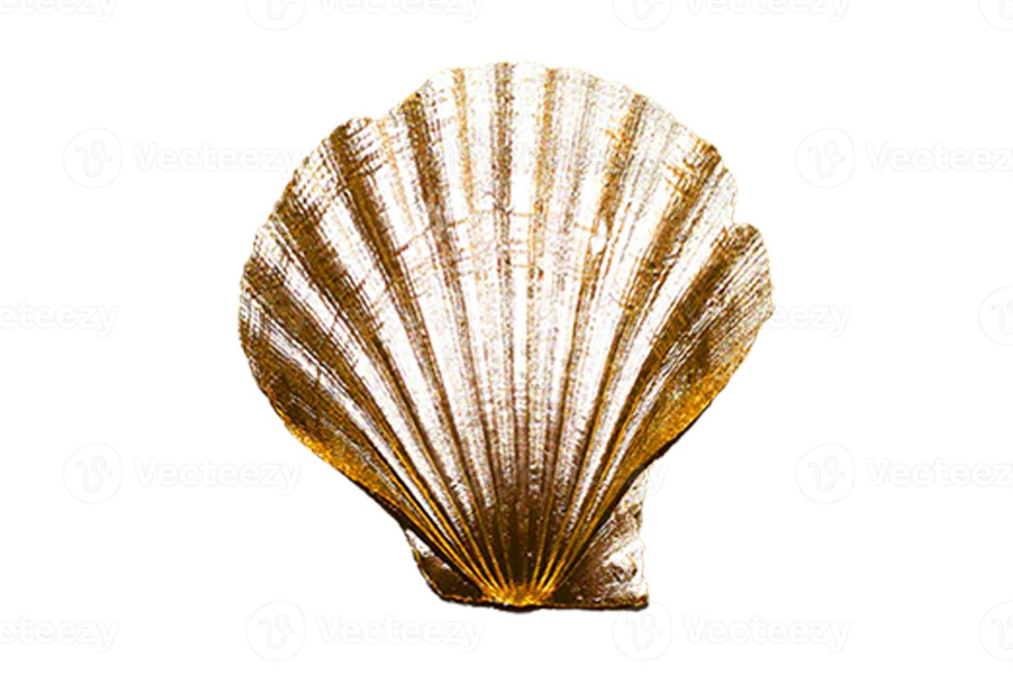 4924 Golden seashell decoration isolated on a transparent background photo