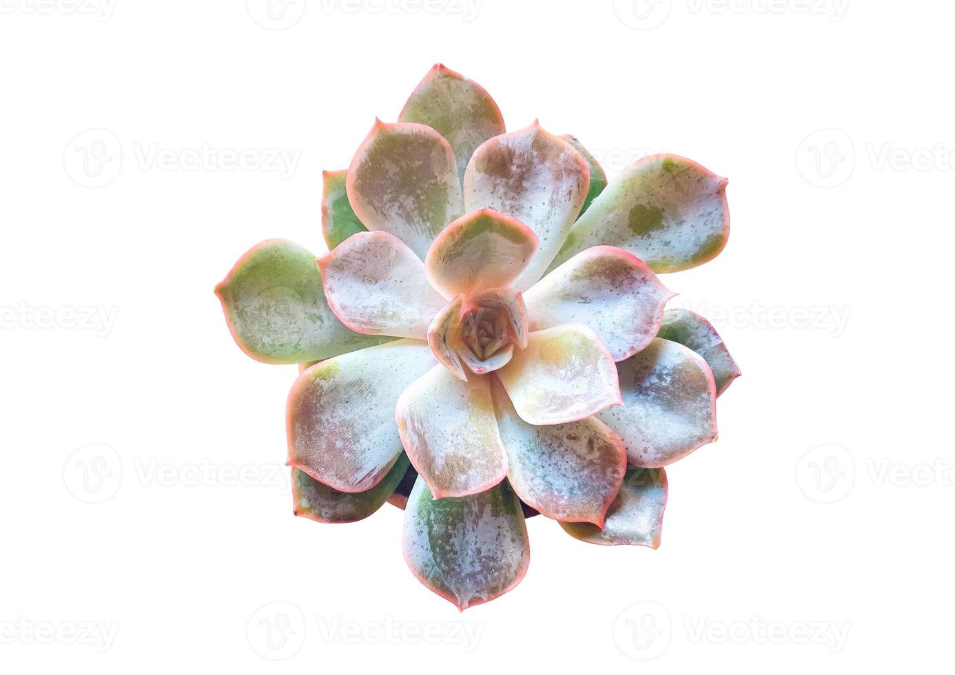 2716 Succulent flower isolated on a transparent background photo