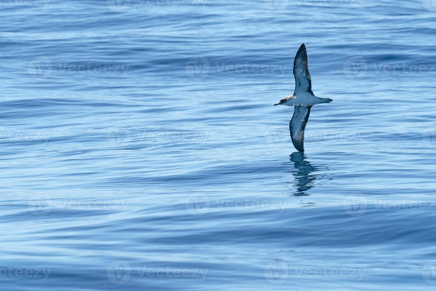 Cory's shearwater bird flying over the ocean photo
