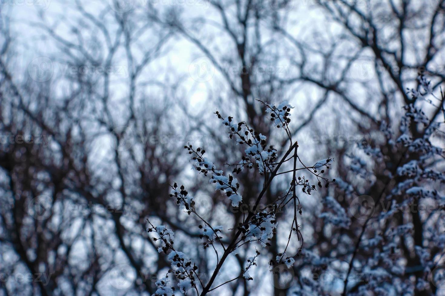 The seeds of an inflorescence of gray spirea with white snow are on a blurred gray background on a sunny winter day. Spiraea cinerea Grefsheim in winter. photo