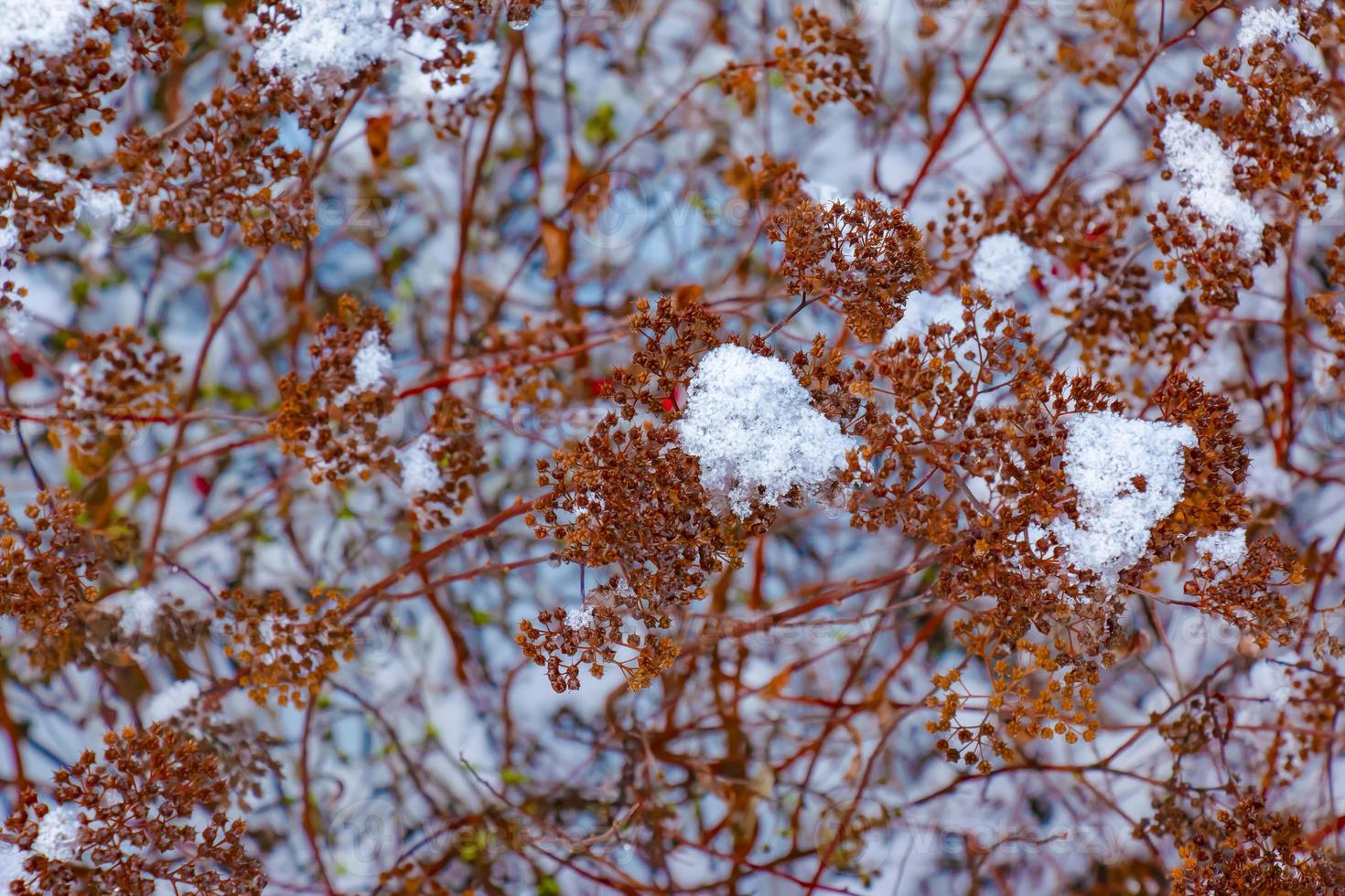 The seeds of an inflorescence of gray spirea with white snow are on a blurred gray background on a sunny winter day. Spiraea japonica Golden Princess in winter. photo