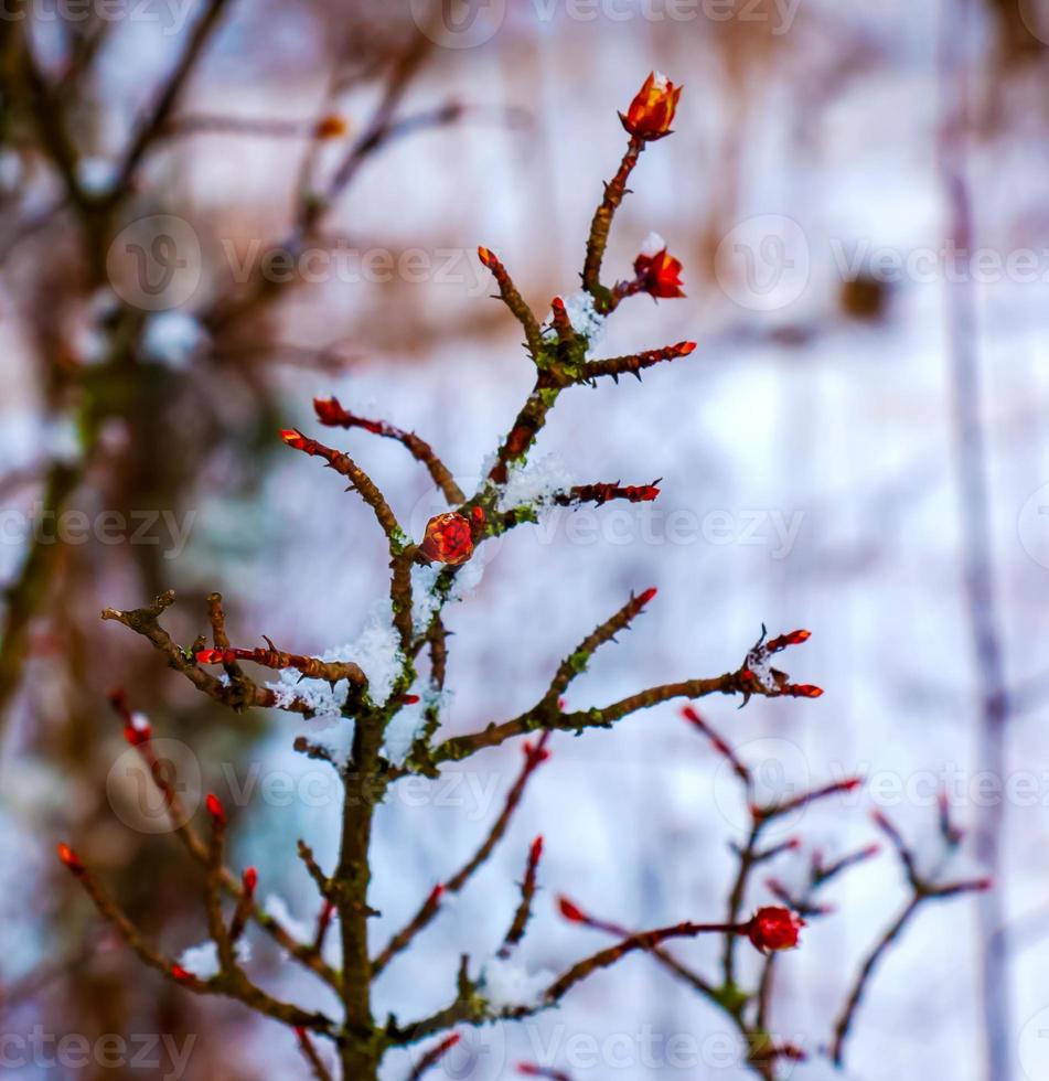 The buds and branches of Viburnum fragrans are covered with snow. Winter time. photo