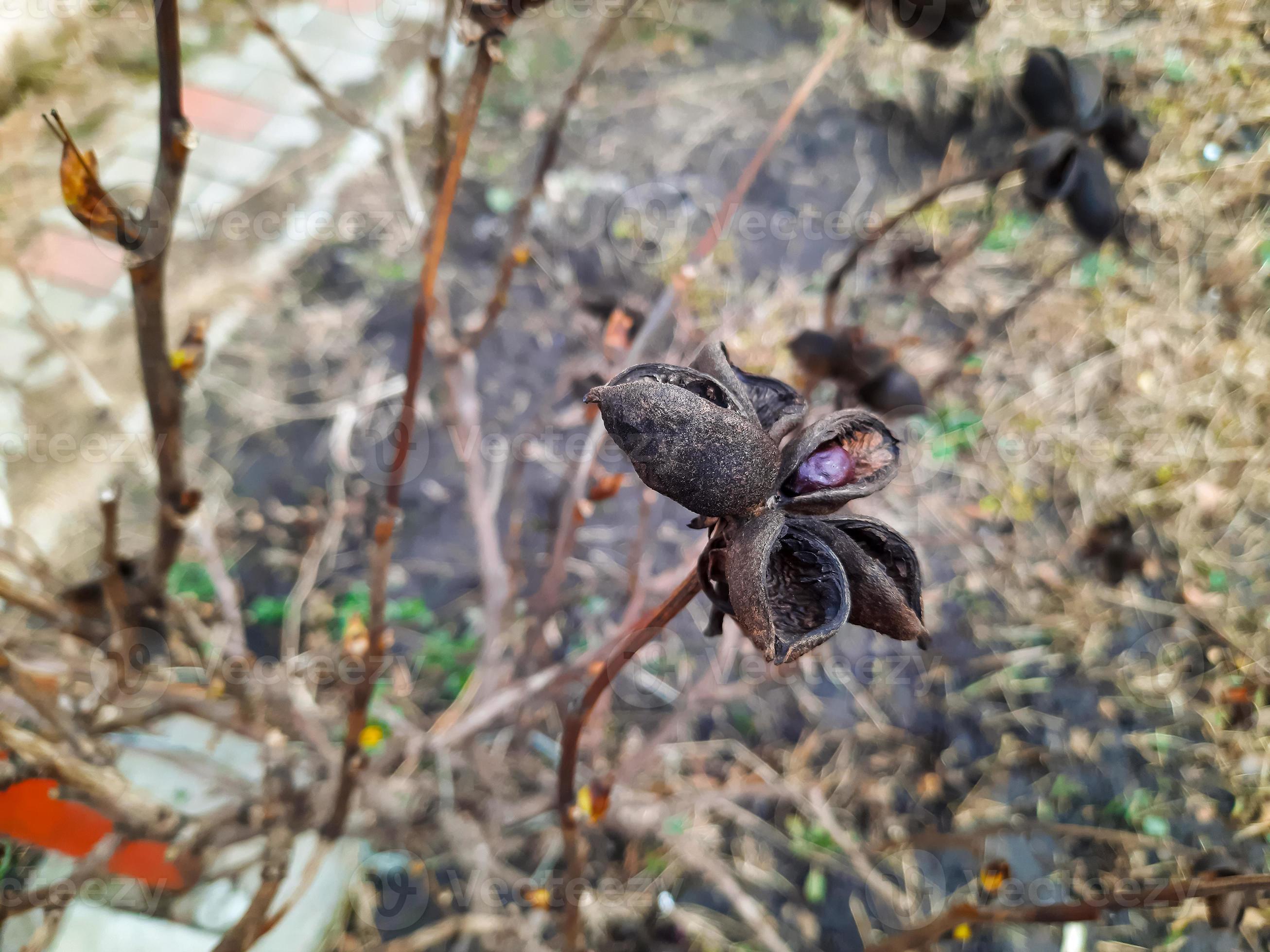 Paeonia suffruticosa seeds in stars. Peony flower tree seeds on a blurred  background. Peony, a symbol of a semi-shrub in Chinese culture. Seeds of  the national flower of China. Gardening, floriculture 20222408