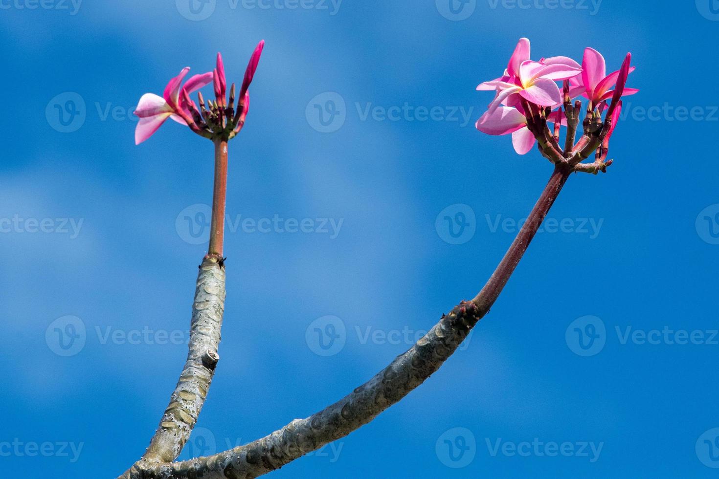 Frangipani flowers detail on deep blue sky background photo