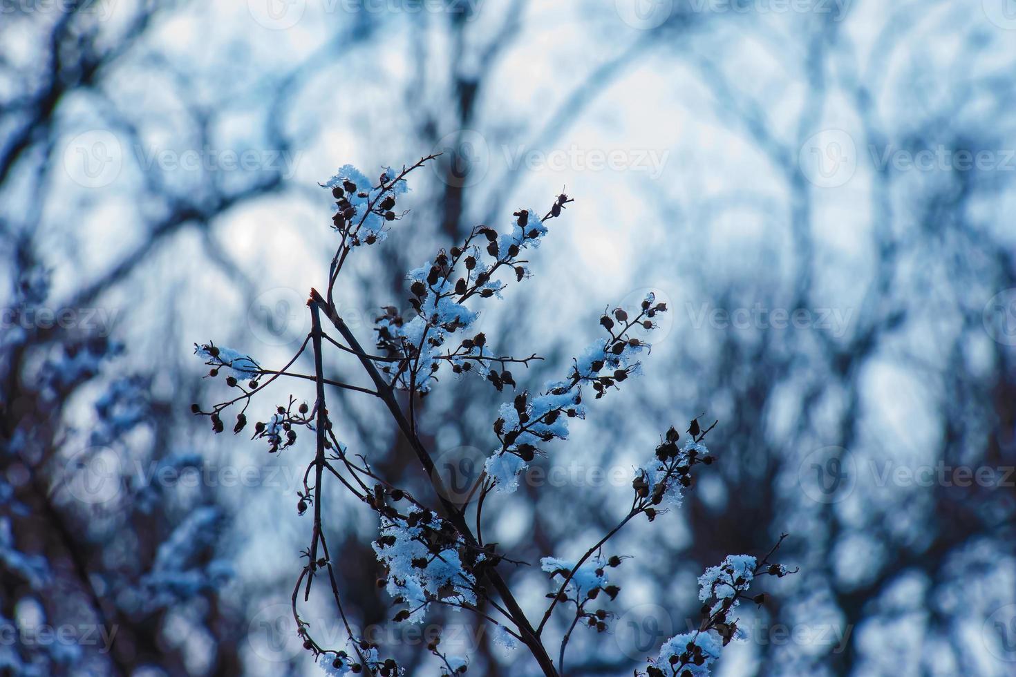 The seeds of an inflorescence of gray spirea with white snow are on a blurred gray background on a sunny winter day. Spiraea cinerea Grefsheim in winter. photo