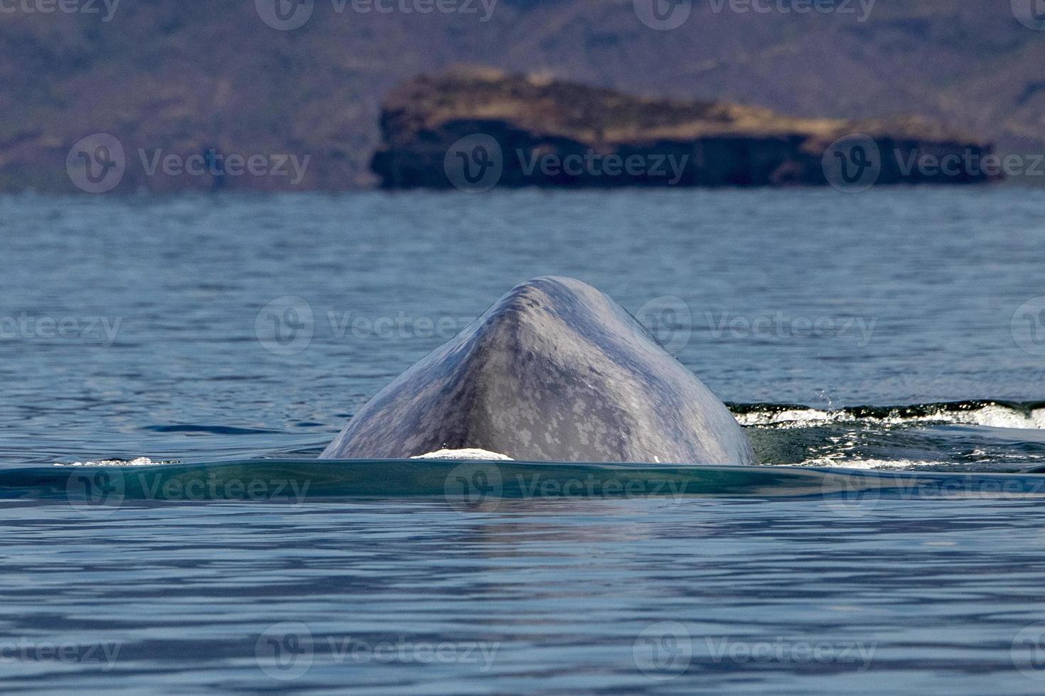 ballena azul el animal mas grande del mundo foto