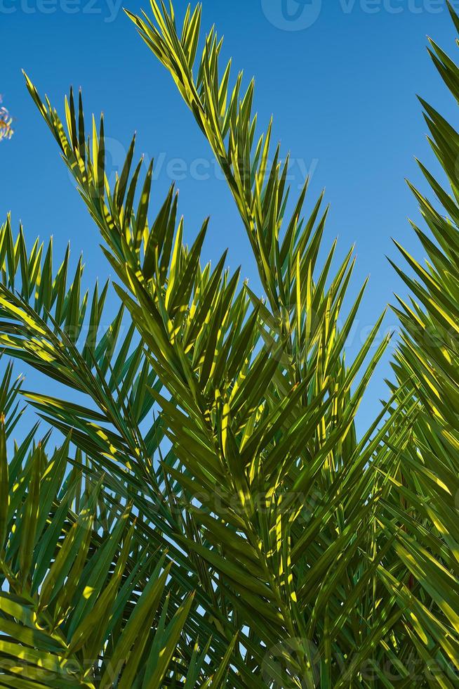 Green branches of a palm tree close-up against the blue sky, Vertical postcard for palm sunday, idea for a postcard or background, earth day photo