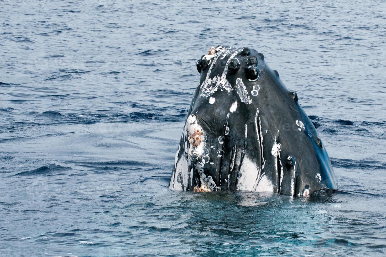 Humpback whale in Tonga, Polynesia Paradise photo