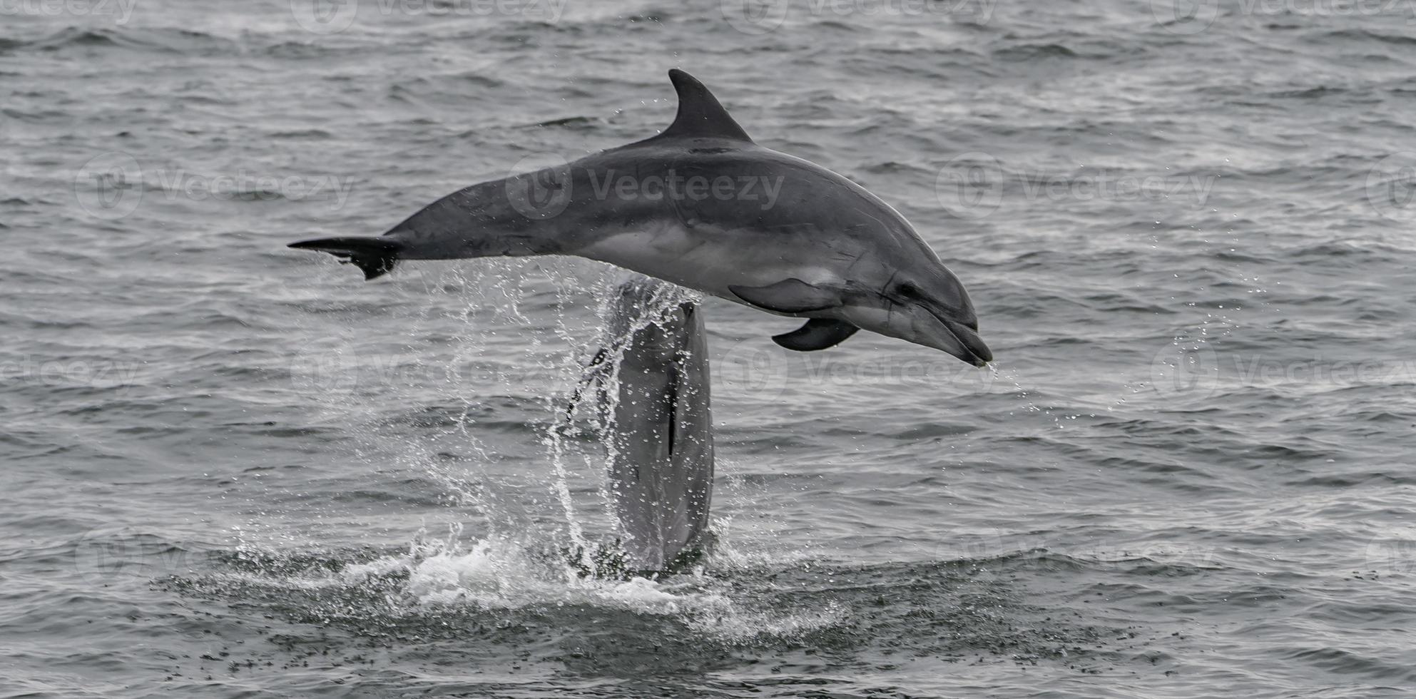 Two Dolphines jump out of the water near Namibia. photo