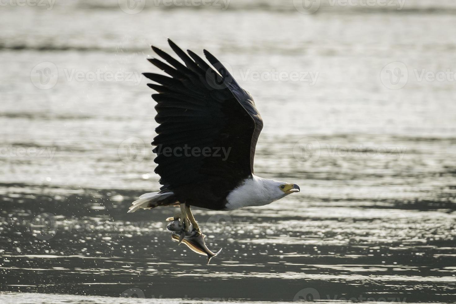 An African Fish Eagle flies with a fish frrom the Nile in Uganda. photo