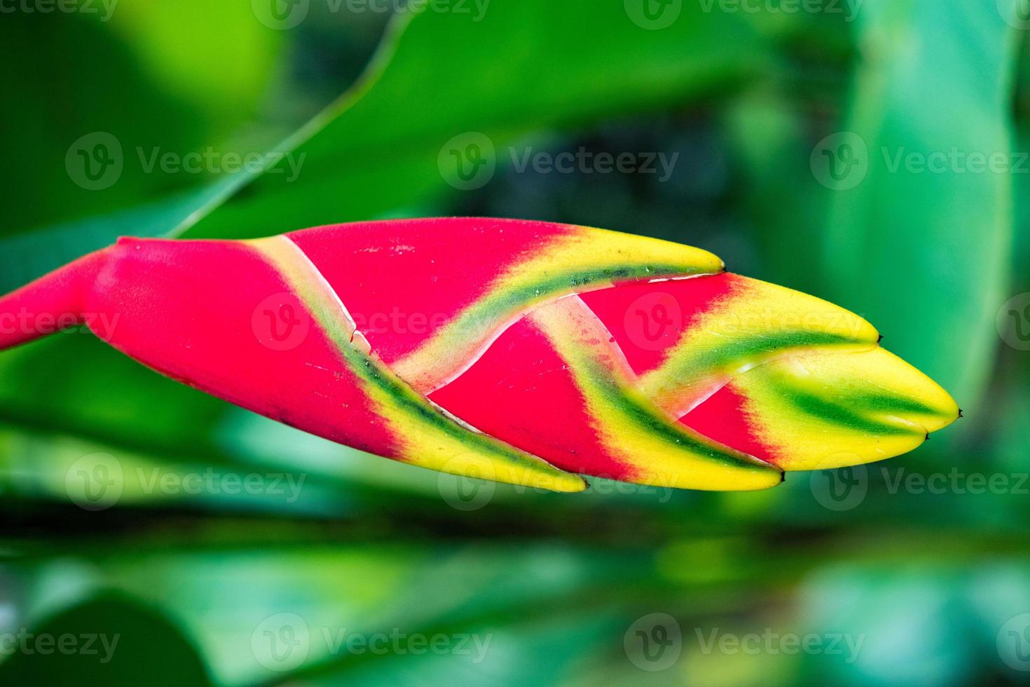 heliconia flower in bali indonesia on black photo