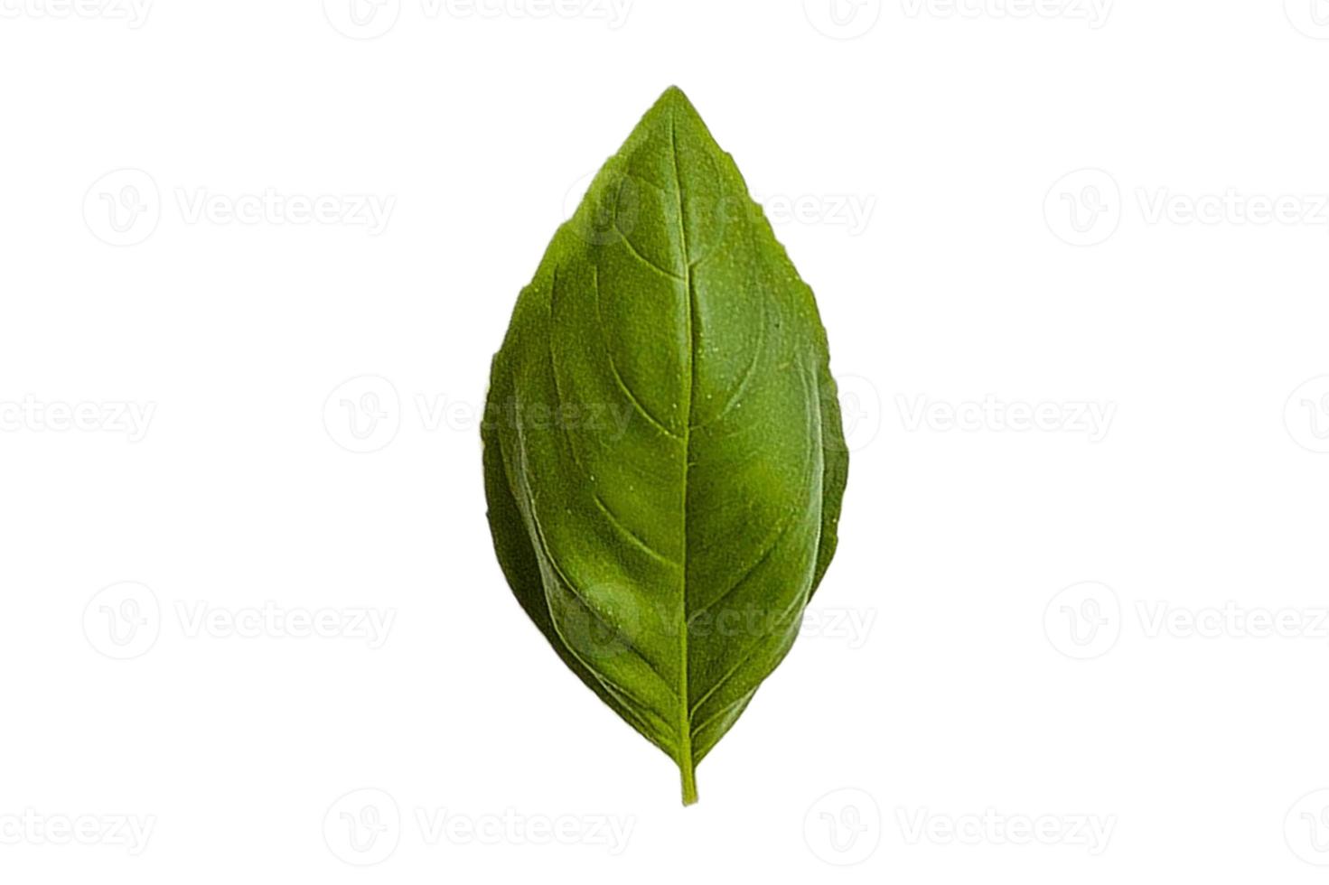 3179 Fresh basil isolated on a transparent background photo