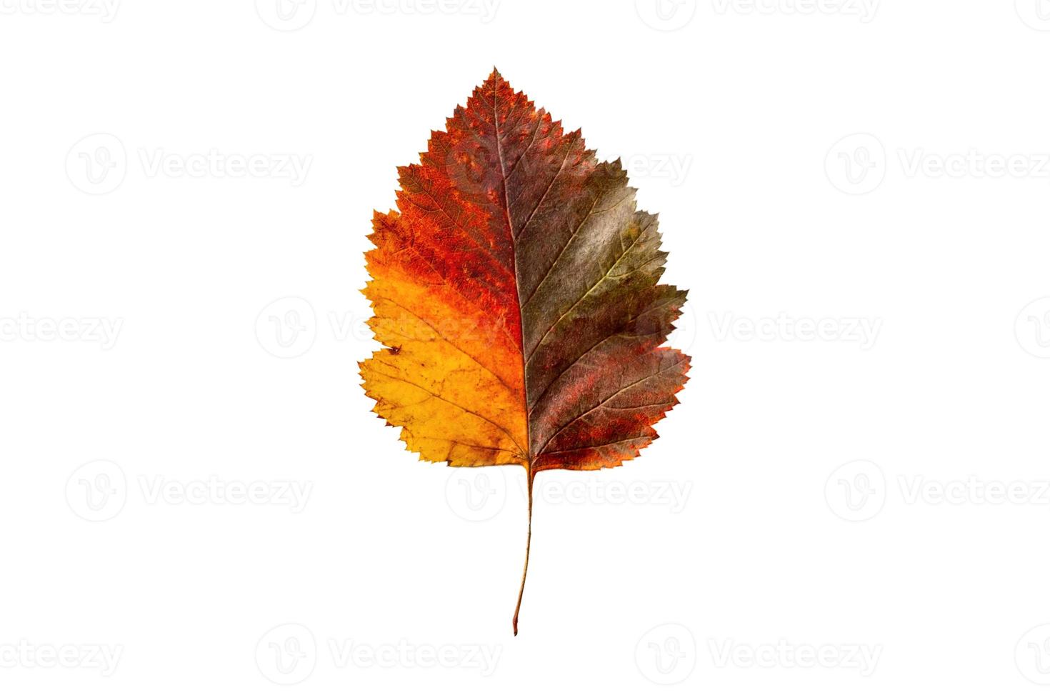 3802 Leaves isolated on a transparent background photo