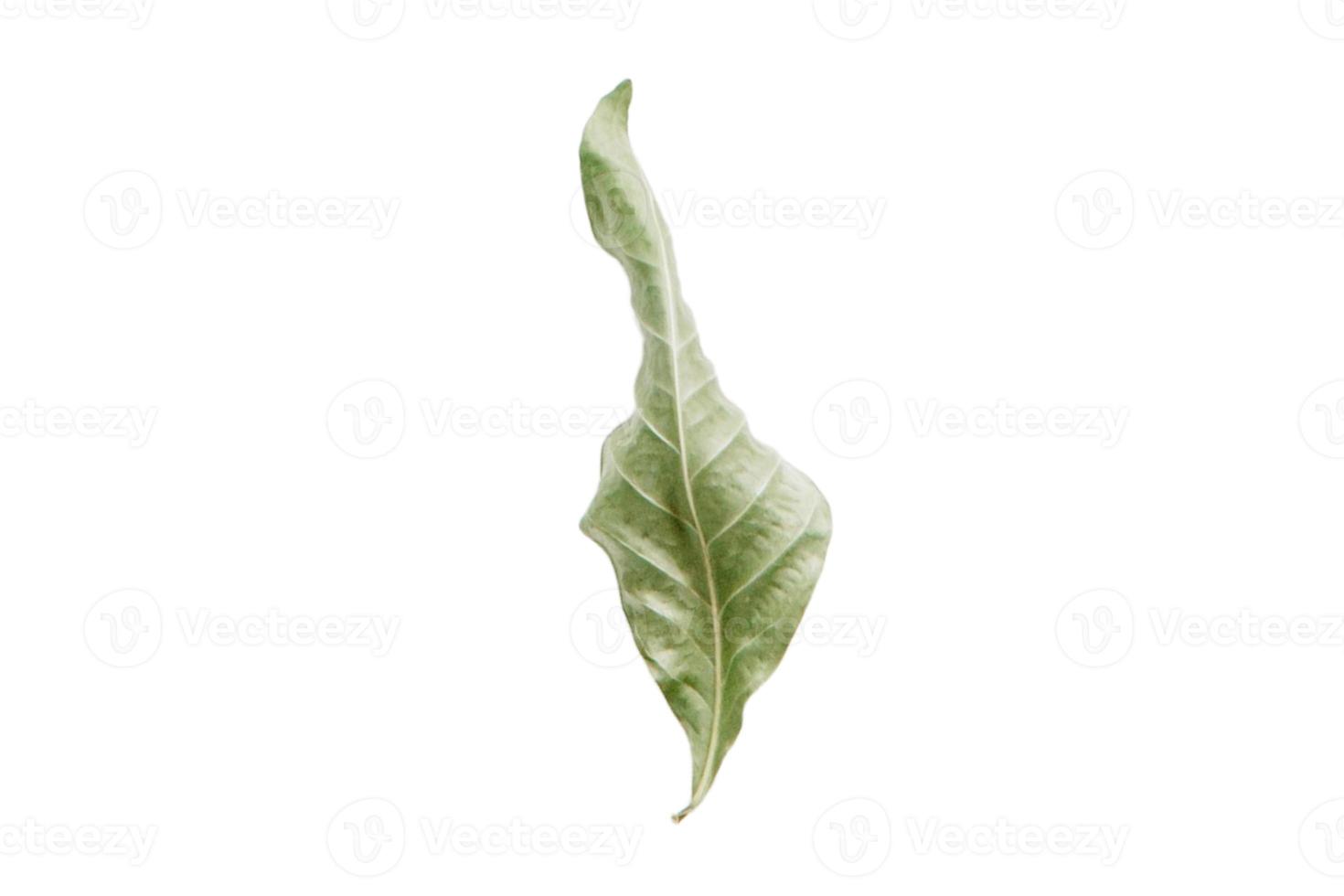 4123 Green dried leaf isolated on a transparent background photo