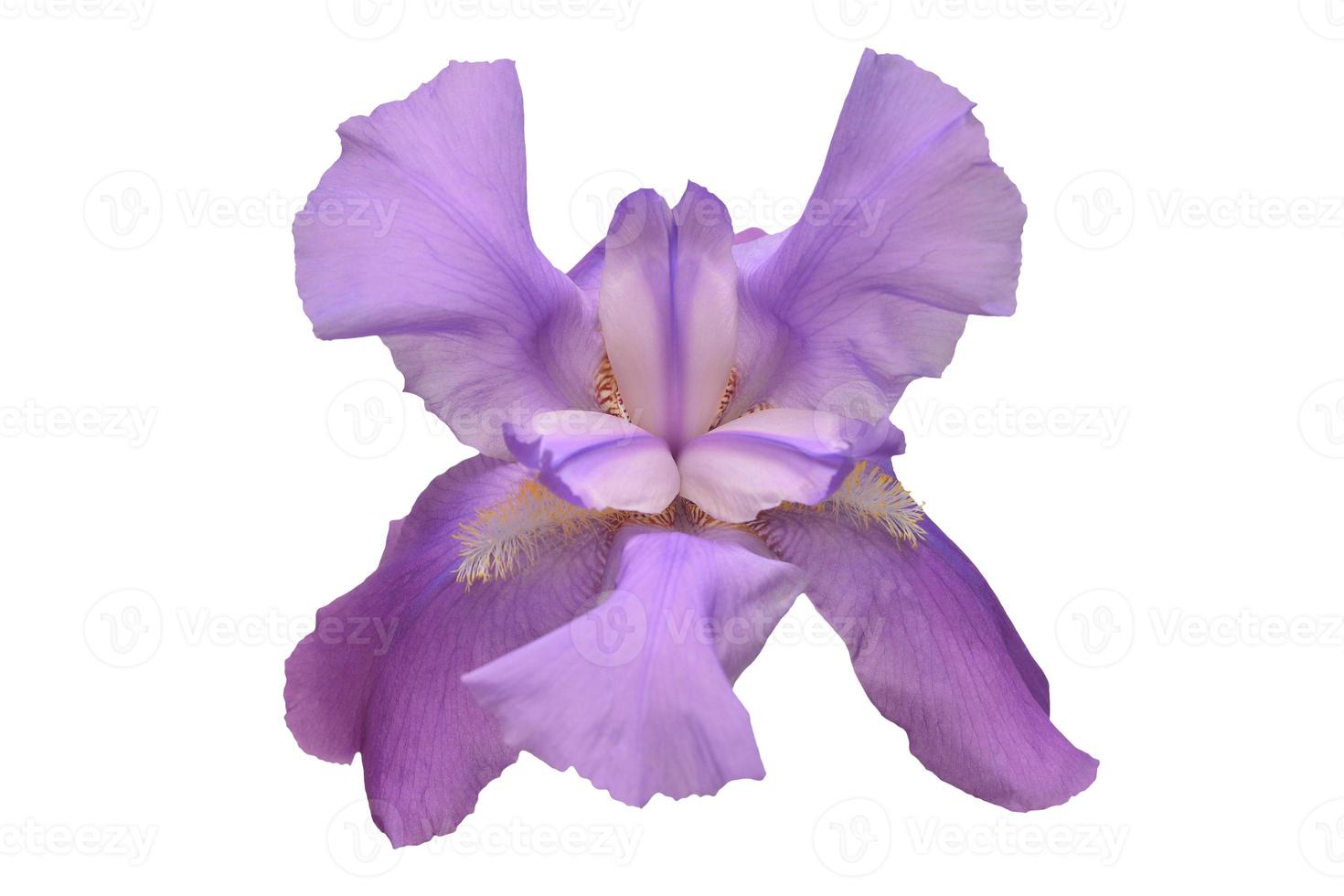 5833 Purple flower isolated on a transparent background photo