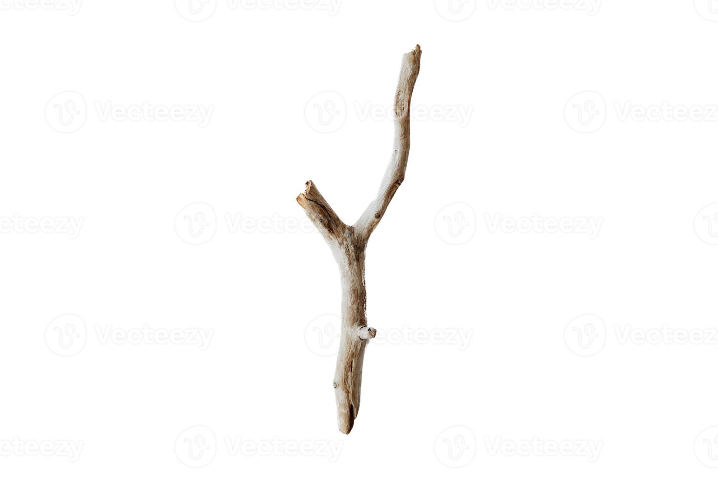 3921 Beige tree stick isolated on a transparent background photo