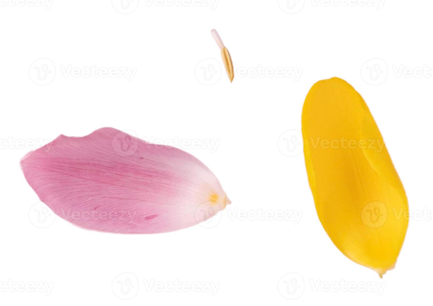 2078 Rosa y amarillo pétalos aislado en un transparente antecedentes foto