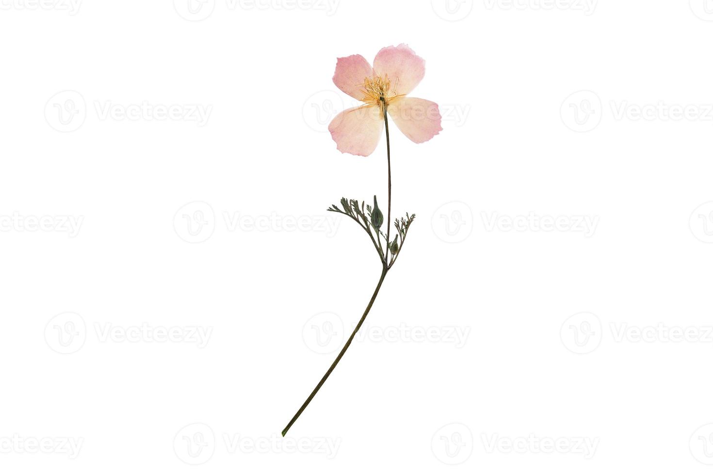 617 Pink flower isolated on a transparent background photo